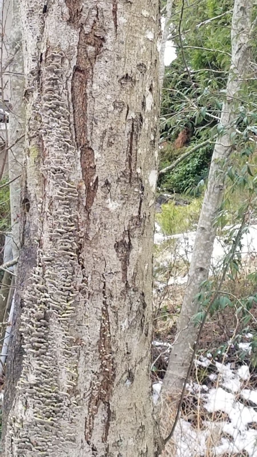 ISA-certified arborist tree disease assessment and report in Vancouver