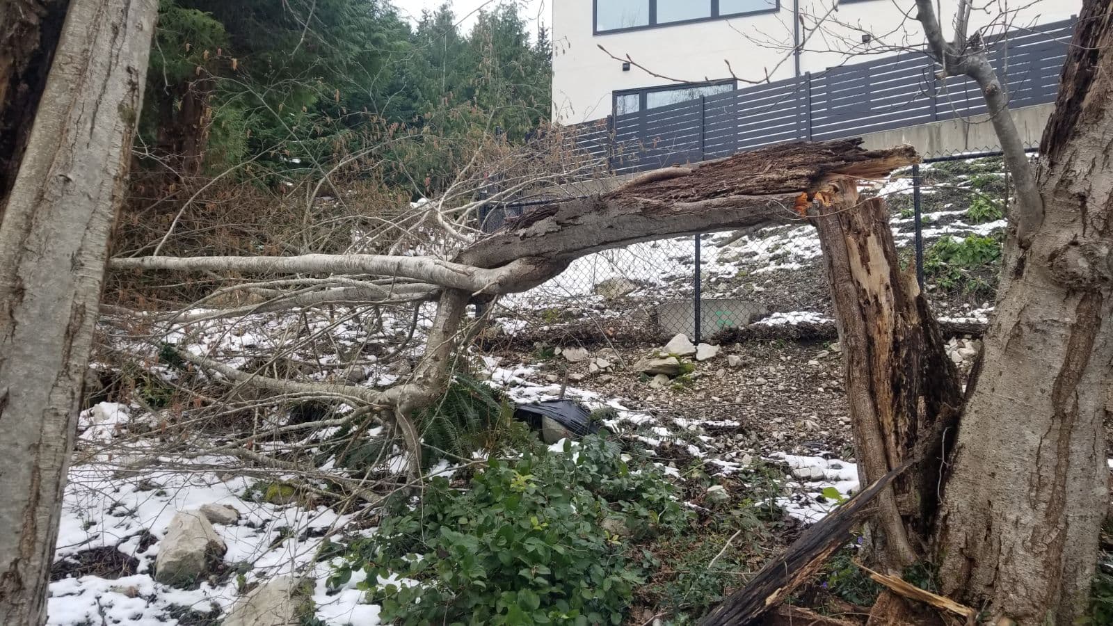 24/7 emergency tree storm damage removal in Greater Vancouver