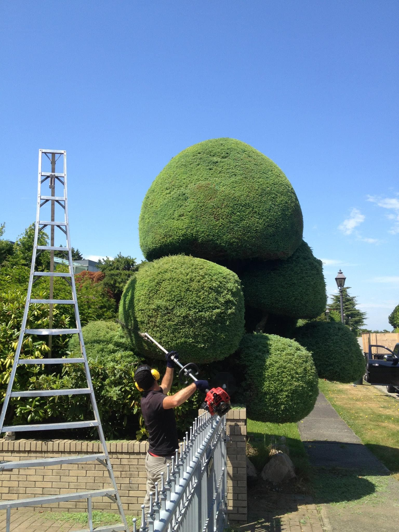 Expert topiary hedge trimming and precision shaping in Richmond