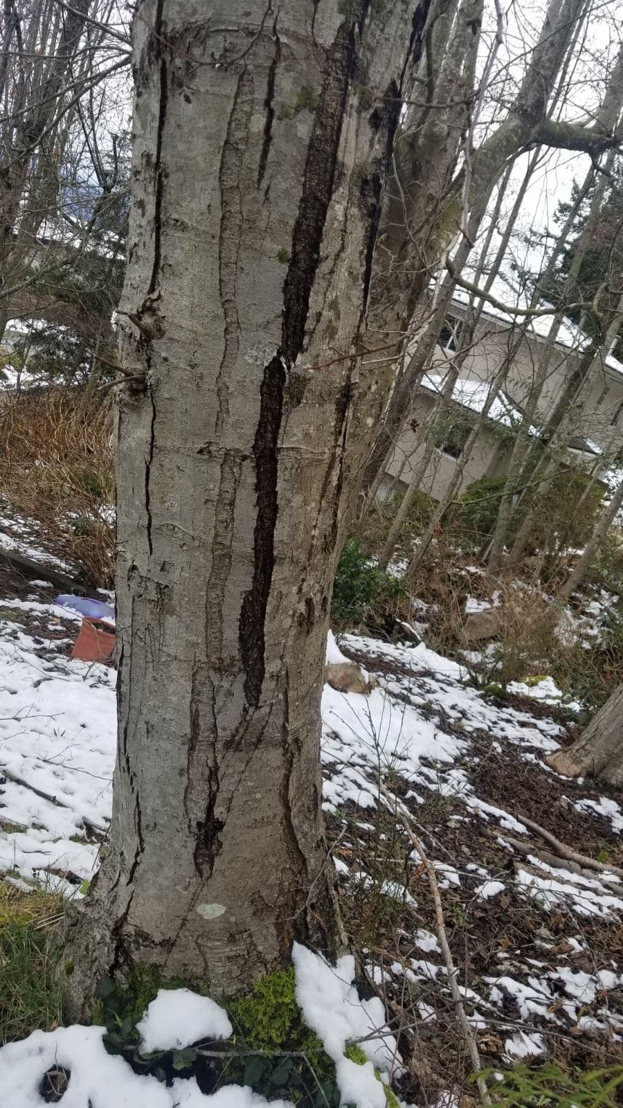 Emergency tree removal after storm damage in Greater Vancouver