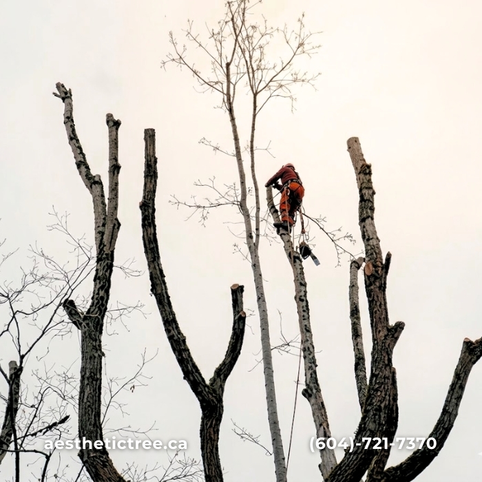 Tree service Burnaby