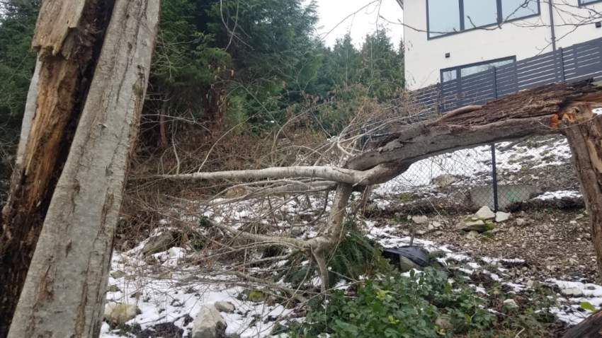 Emergency Service in Port Coquitlam — Aesthetic Tree & Hedge