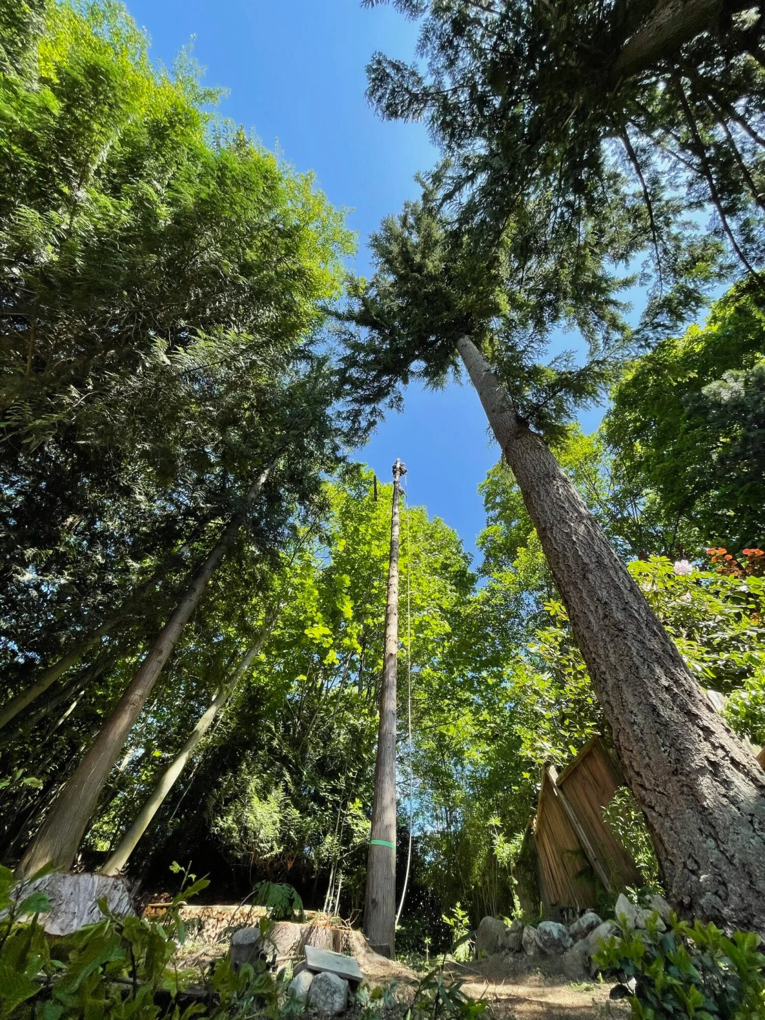 Professional tree removal service in Vancouver by certified arborists