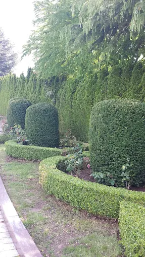 Hedge Trimming in Port Coquitlam — Aesthetic Tree & Hedge