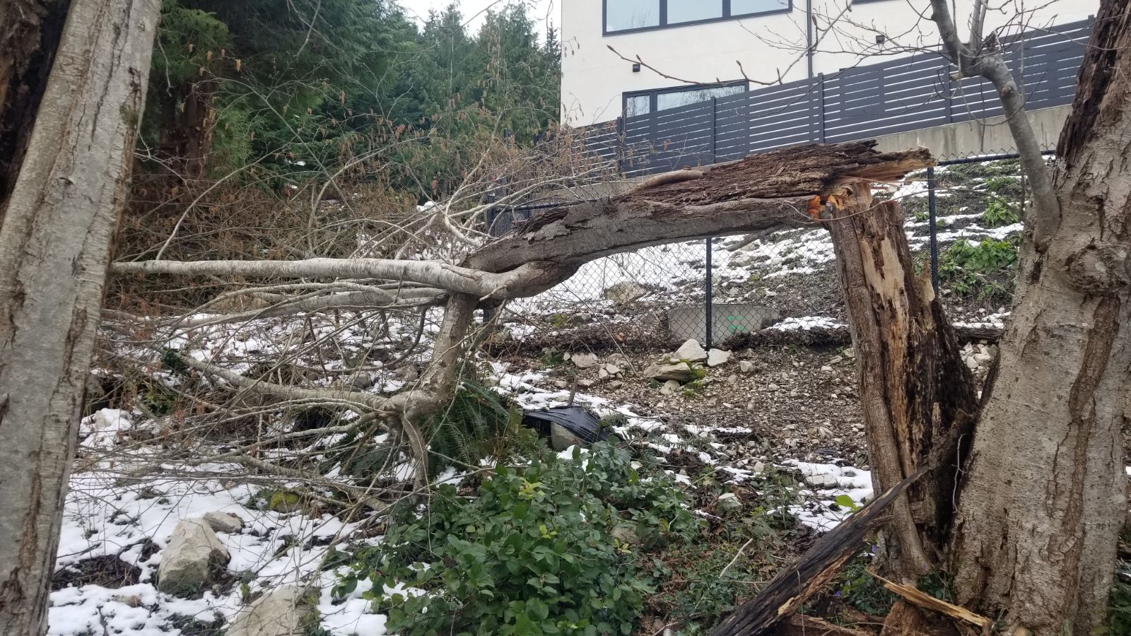24/7 emergency tree service in Greater Vancouver