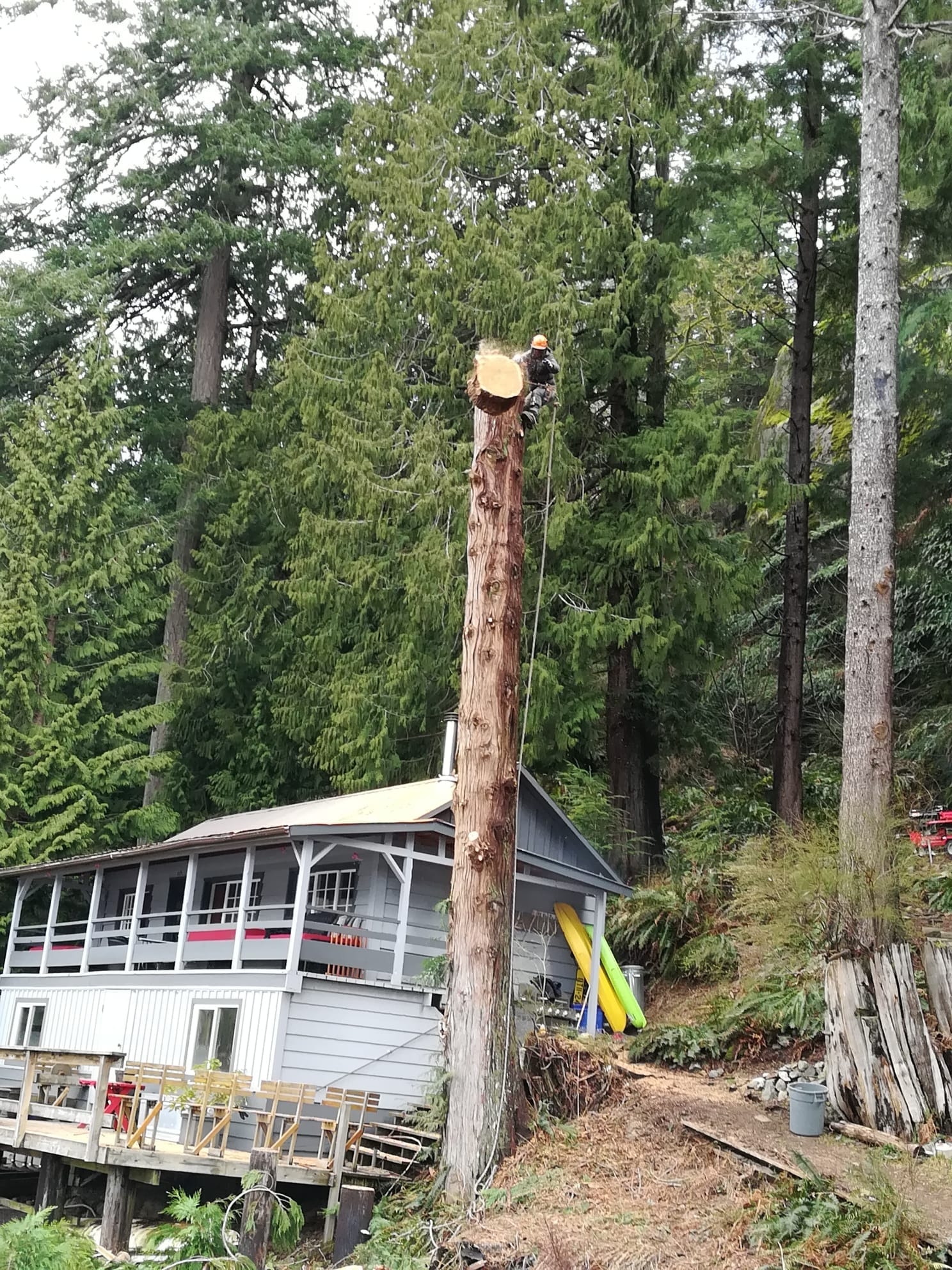Tall cedar sectional removal near residential house in Richmond BC