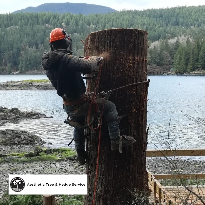 Free tree consultation with ISA-certified arborist at a Vancouver waterfront property