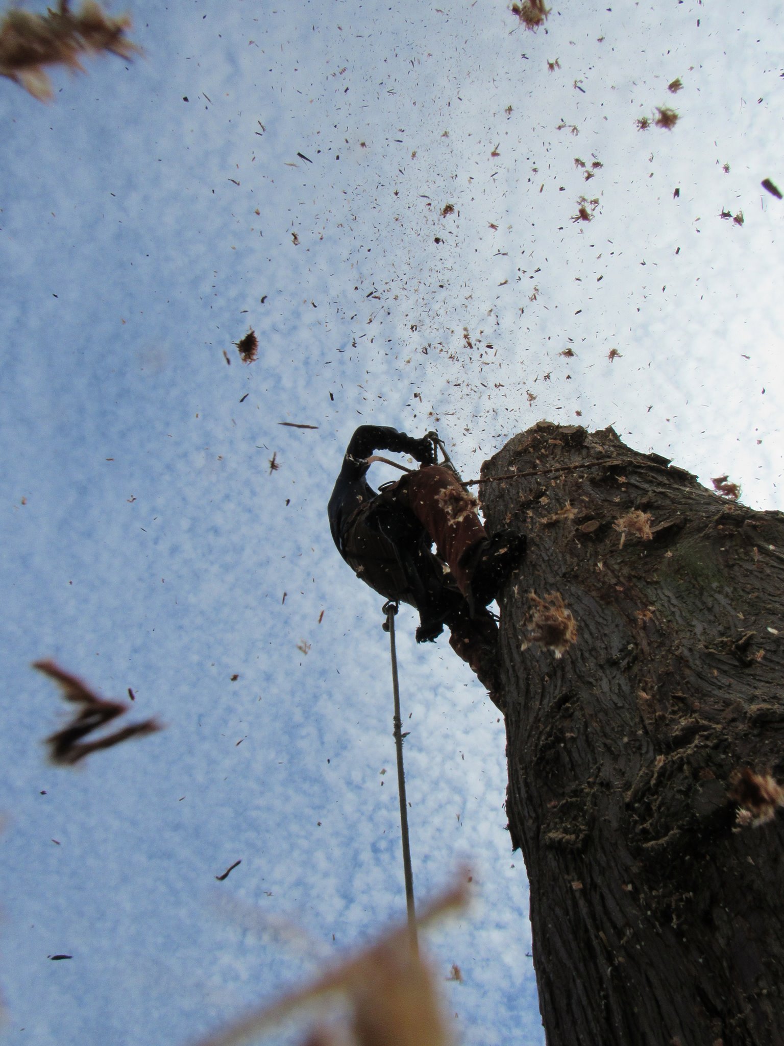 Dramatic upward view of arborist cutting tree at height with sawdust raining down in Vancouver