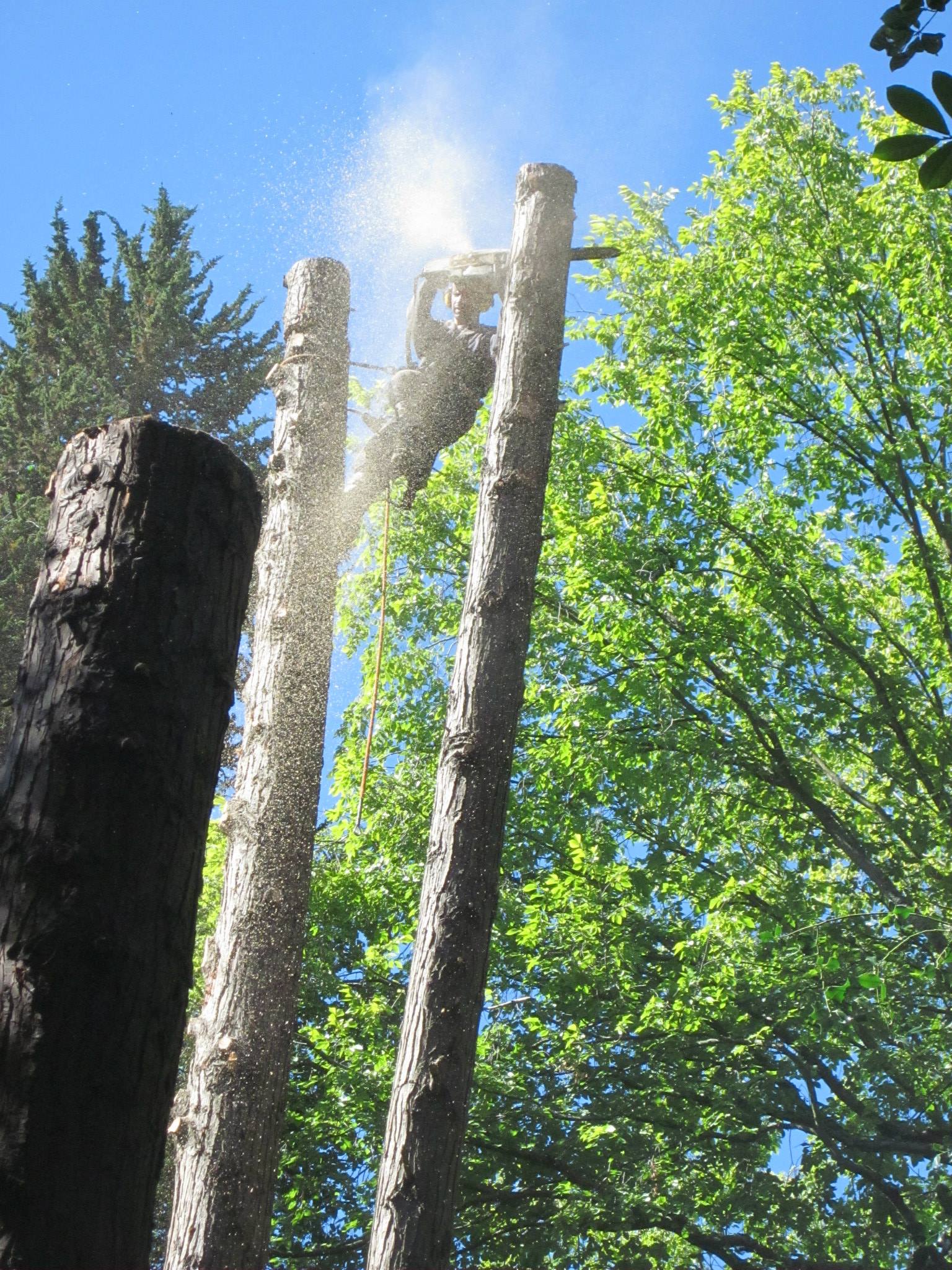 Arborist spar pole cutting between tall trees against blue sky in Vancouver