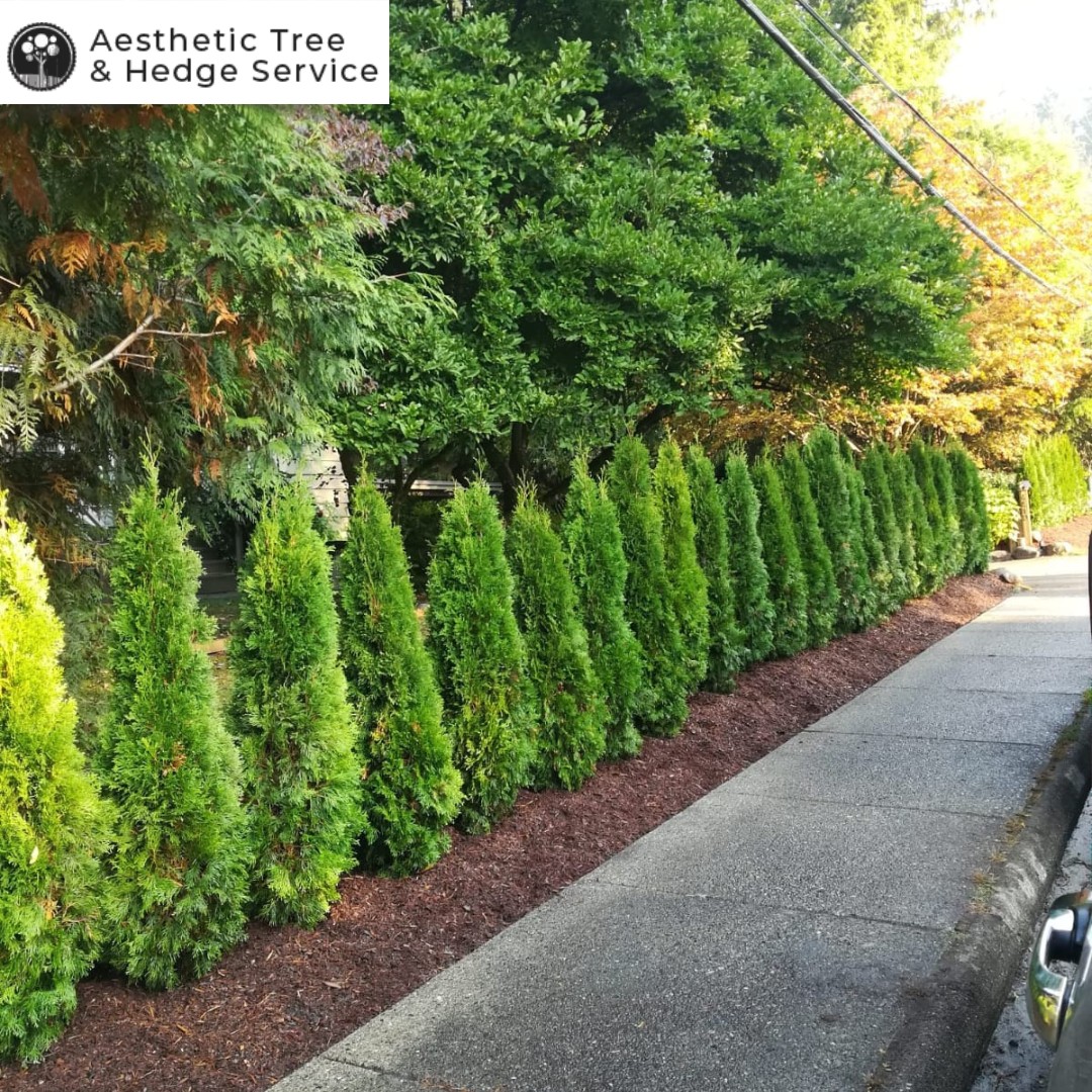 Cedar hedge row planting and landscaping service in Vancouver