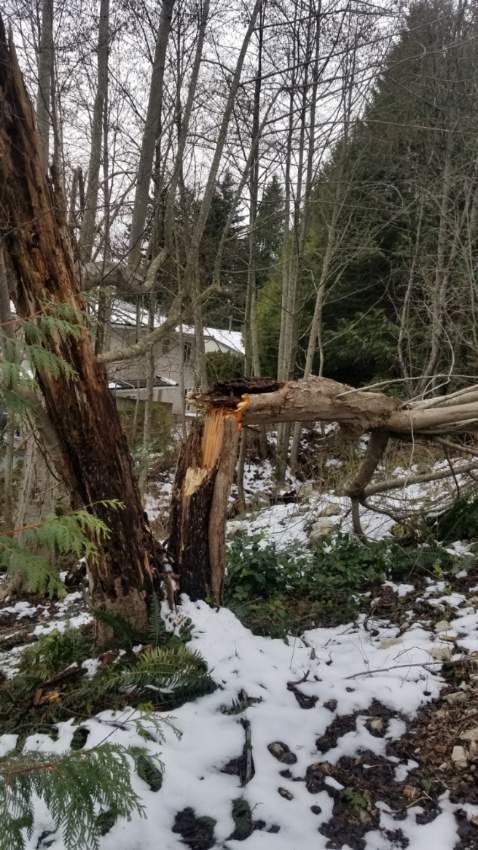 ISA-certified arborist performing tree care in New Westminster