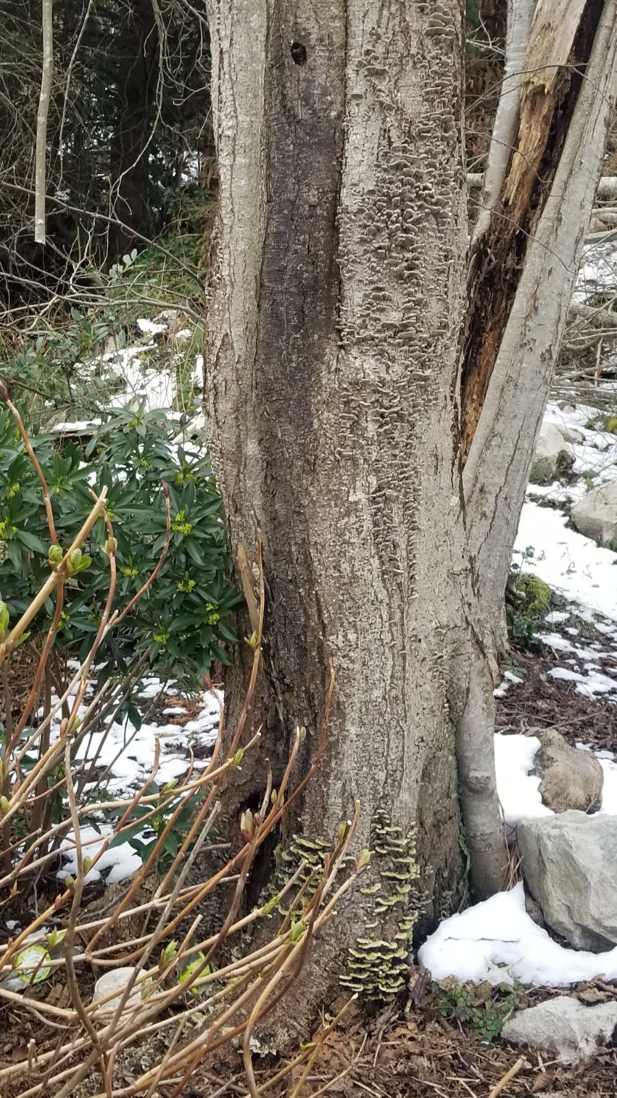 Emergency storm damage tree removal protecting a Vancouver fence line
