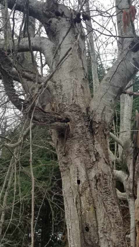 Tree service New Westminster