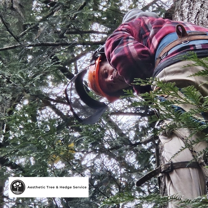 Expert tree pruning by ISA-certified arborist in Vancouver canopy