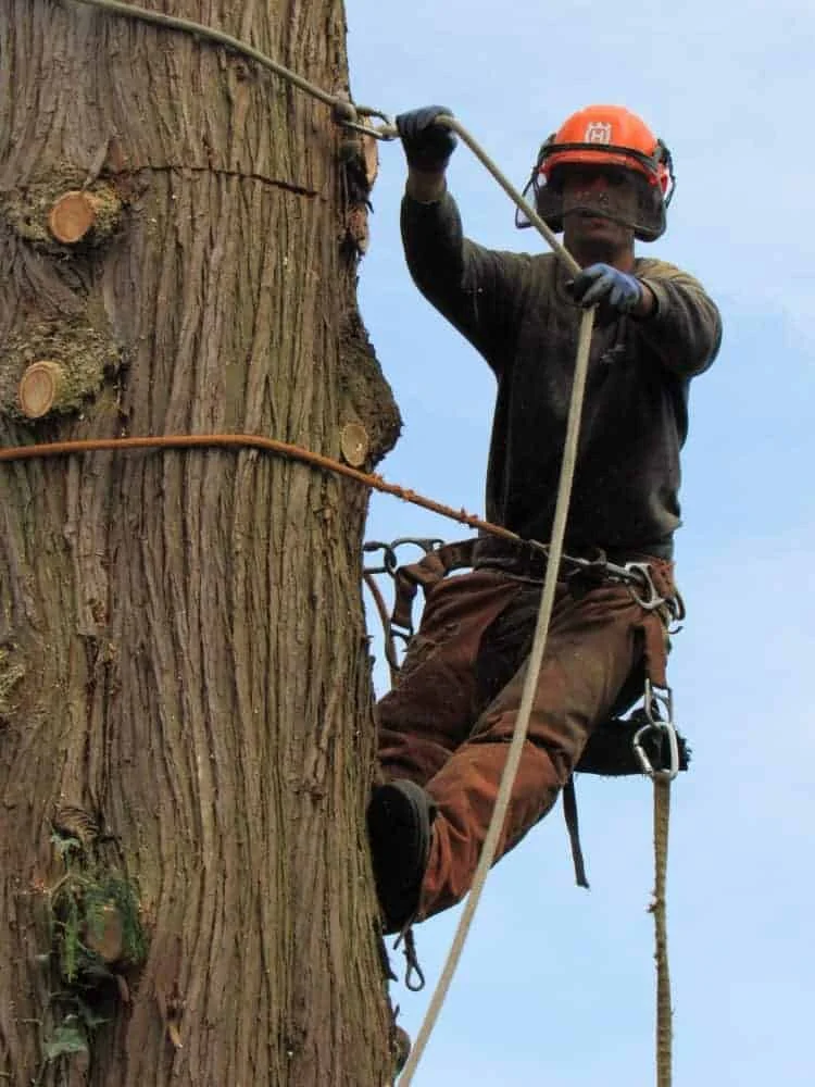 Professional land clearing and tree removal project in Richmond BC