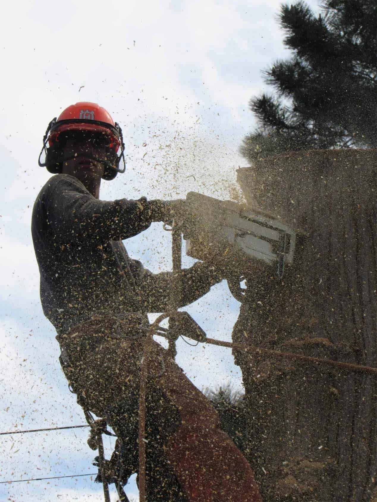 Professional tree removal service in Vancouver — arborist with chainsaw