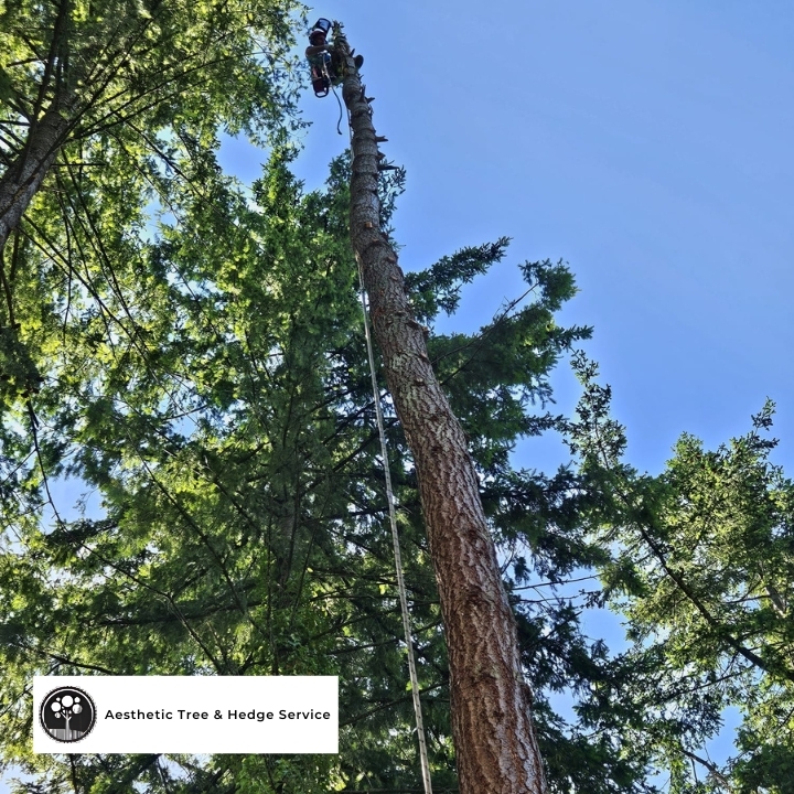 Aesthetic Tree arborist climbing a tall spar pole during tree service in Vancouver