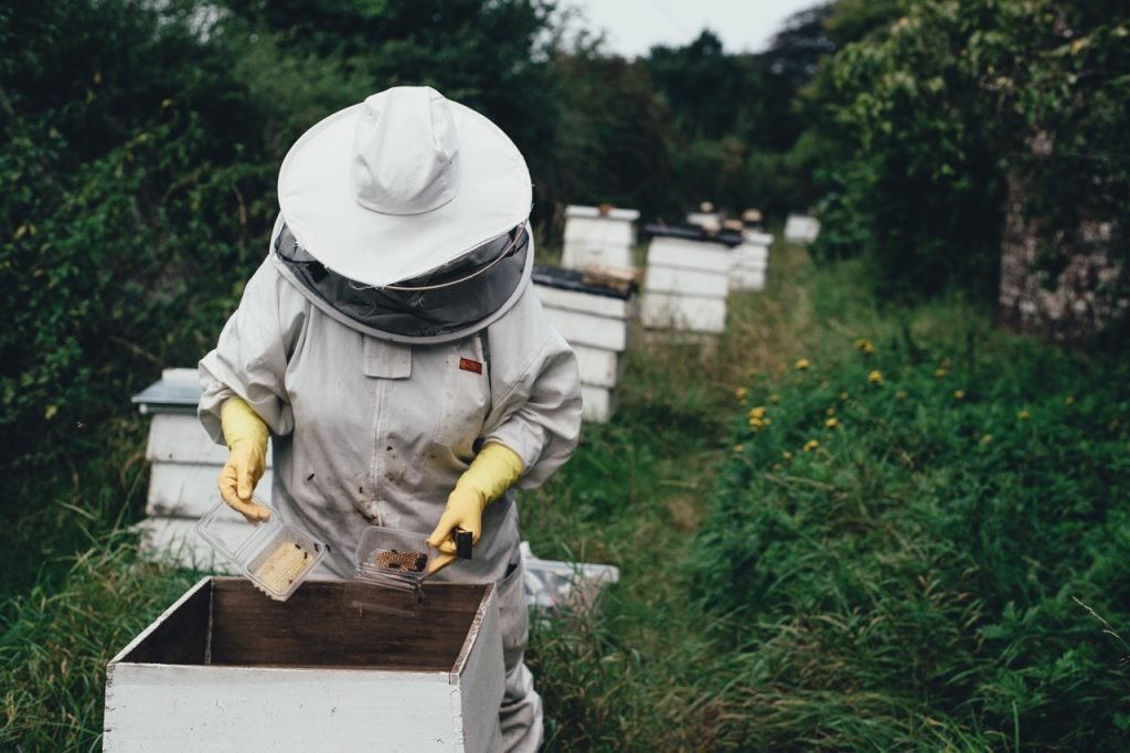 Bees in Coquitlam