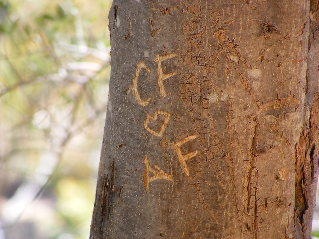 Vandalism and Trees in Burnaby