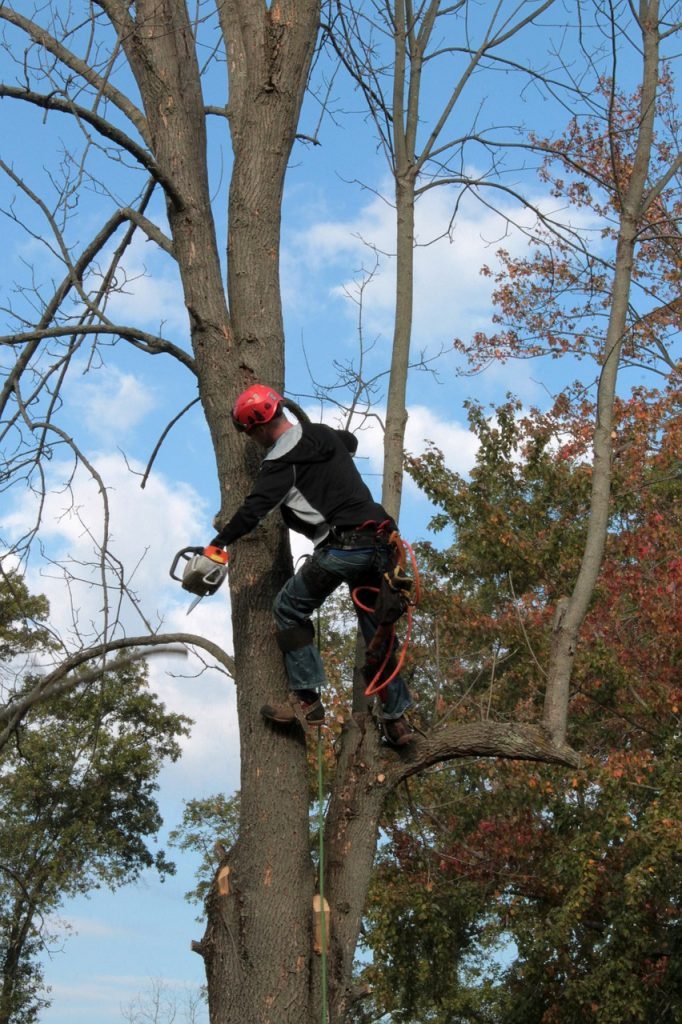 All you need to know when hiring an arborist