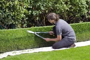 box hedge topiary 869073 1280