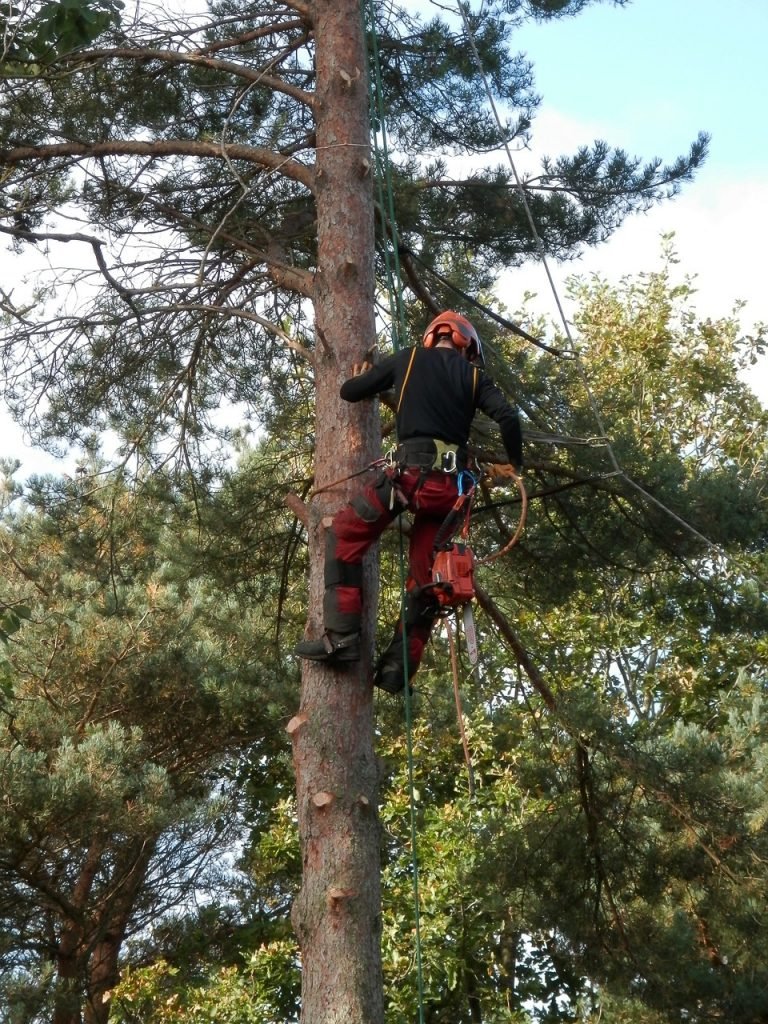 tree surgeon 1766111 1280