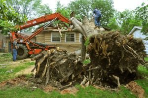 1280px FEMA   44294   Damaged Tree removal in Oklahoma