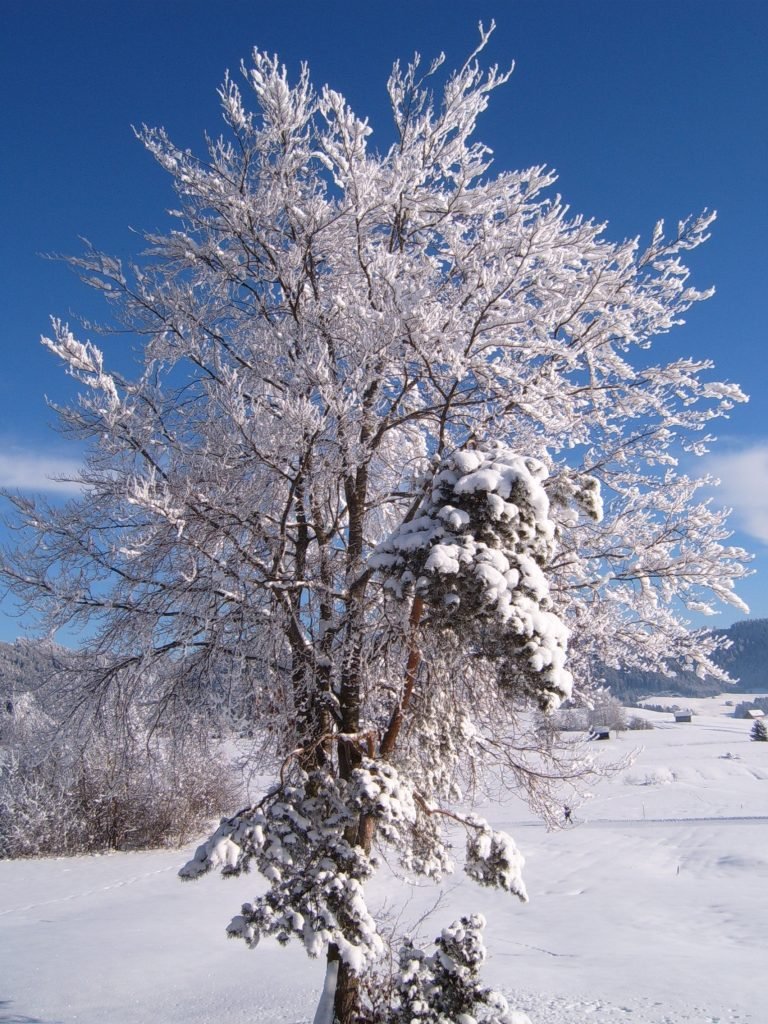 Winter tree