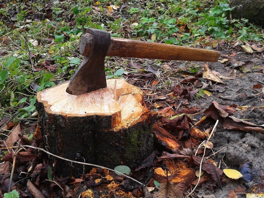 dangers-of-tree-cutting