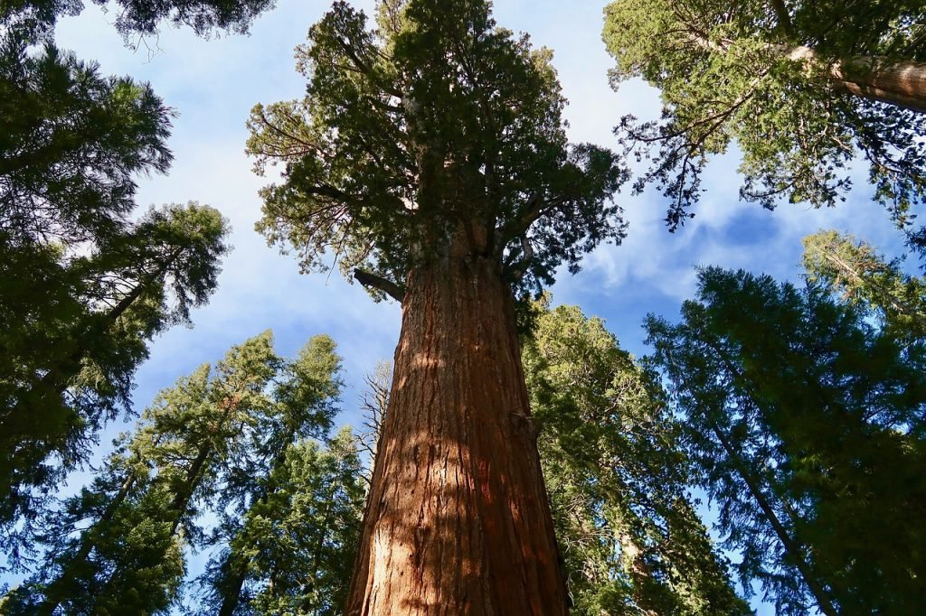 sequoia 2406954 1280