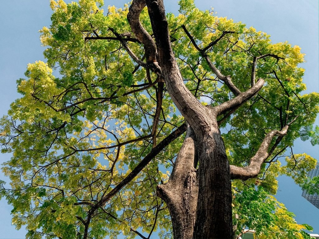 green tree under blue sky 4147343