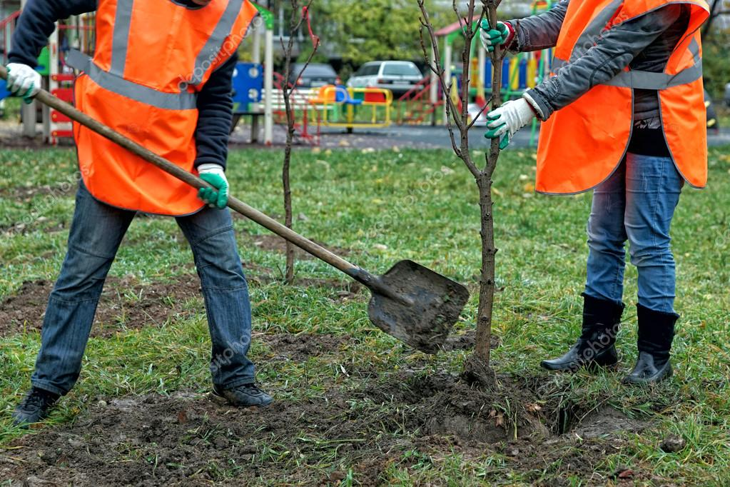 Where Can I Buy A Mature Tree Near Me