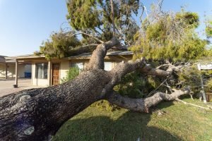 emergency tree response design tree maintenance phoenix az web