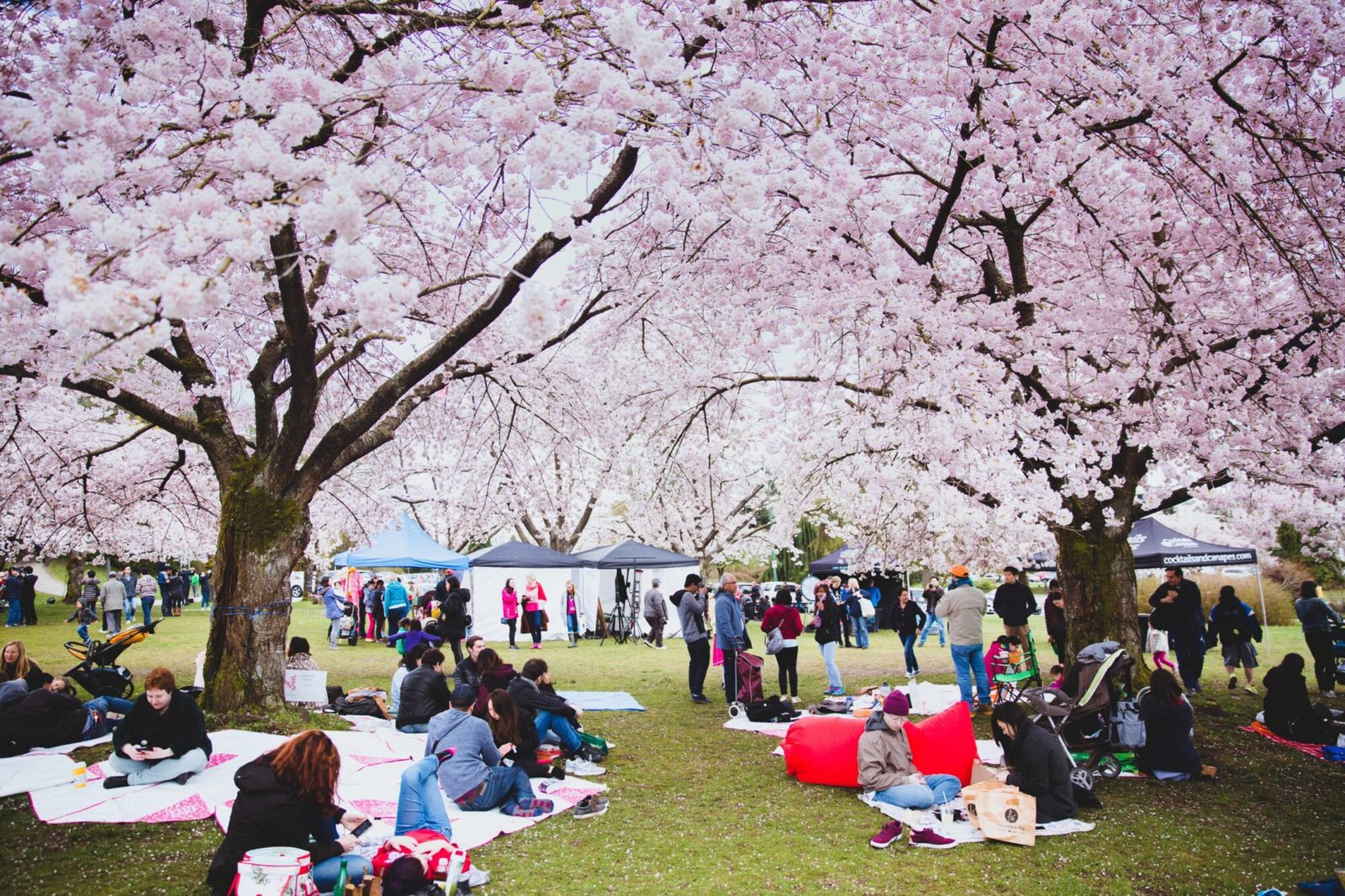 Everything You Should Know About Vancouver Cherry Blossom Festival