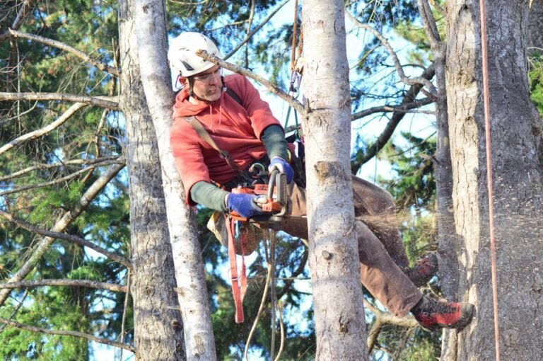 Vancouver Tree Service l Aesthetic Tree & Hedge l Tree Removal