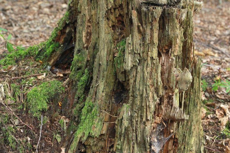 Black Rot that affect the trees