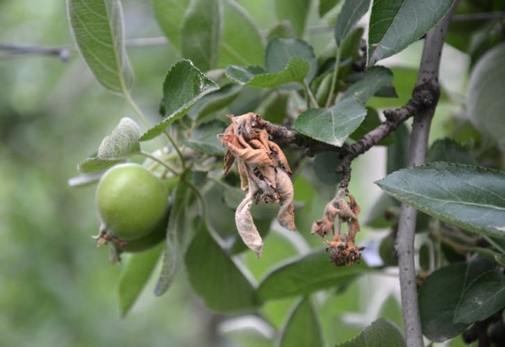 Fire Blight in the tree