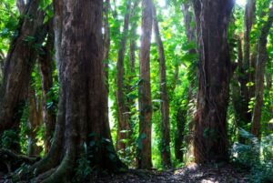 blackened tree trunks