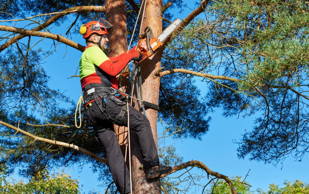 Pruning Services