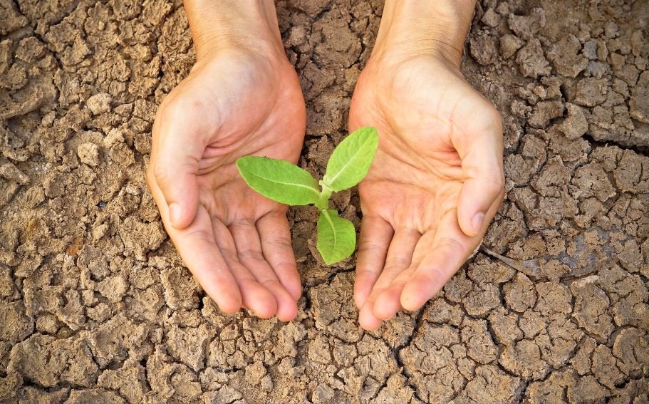 Drought affecting Trees