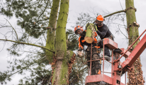 Pruning Services