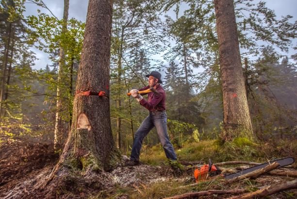 DIY tree cutting