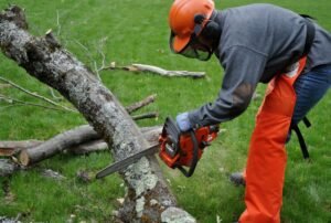 Environmental Benefits of Tree Removal