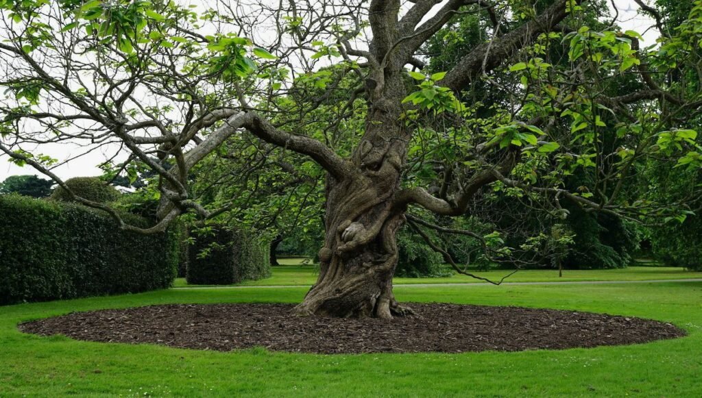 Neglecting Landscaping Trees