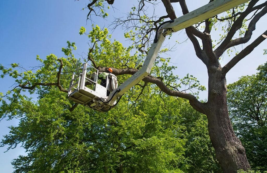 Tree Crown Restoration