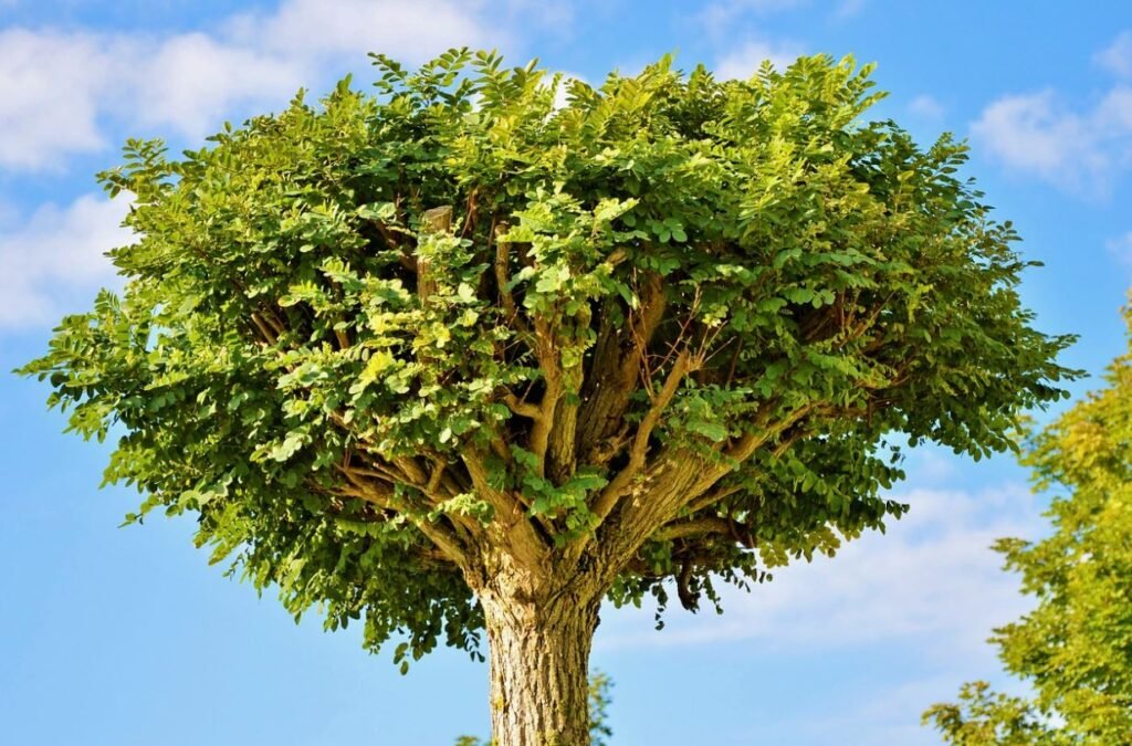 Tree Crown Restoration