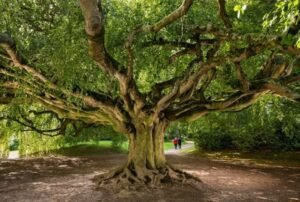 Tree Crown Restoration