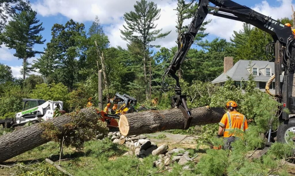 tree removal for Vancouver laneway home tree replacement