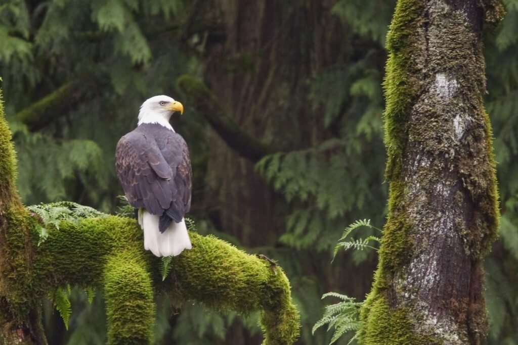 proper tree care for wildlife