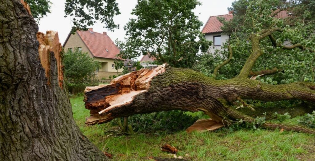 tree care signs